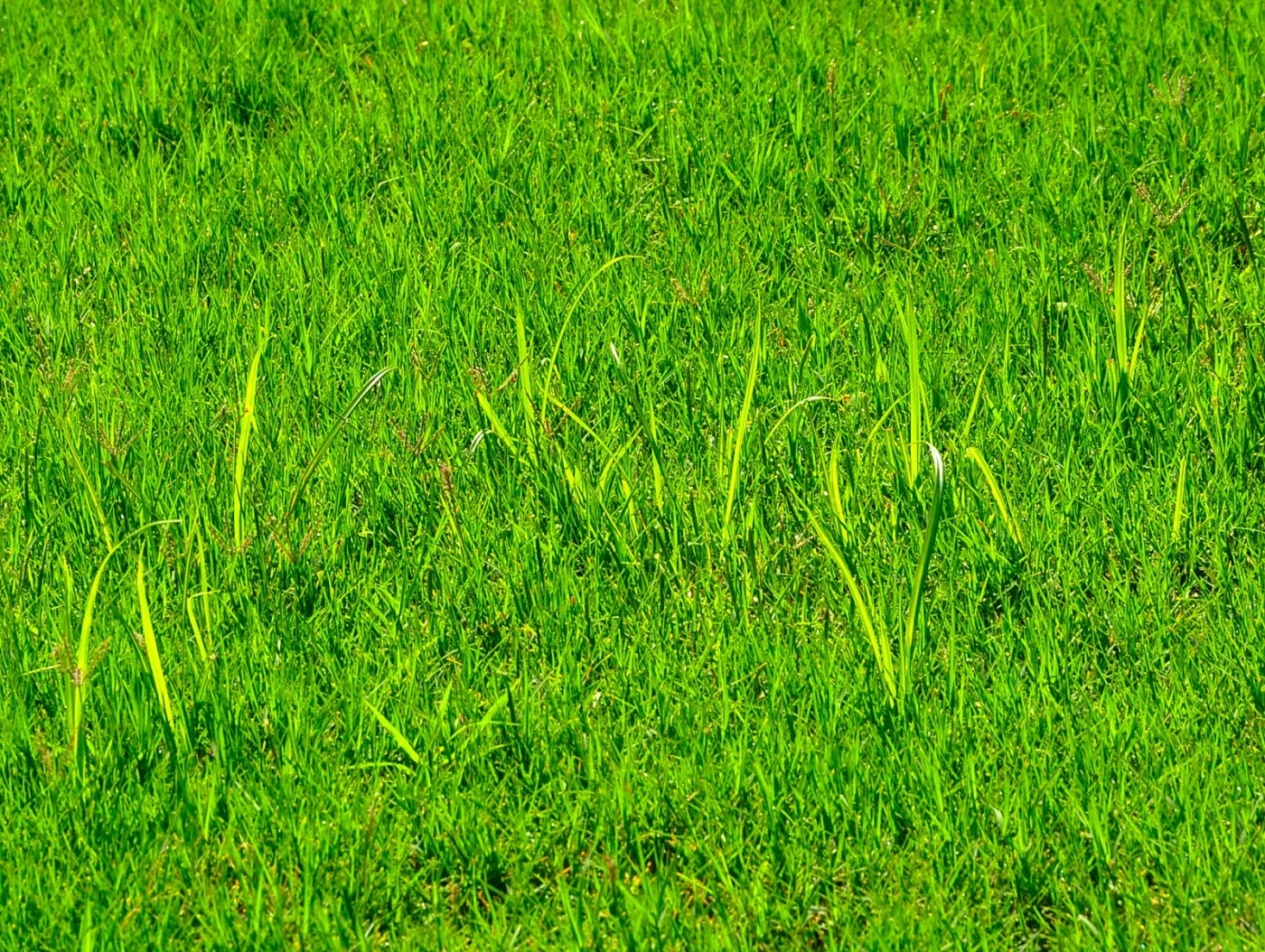 Nutsedge grass on sale